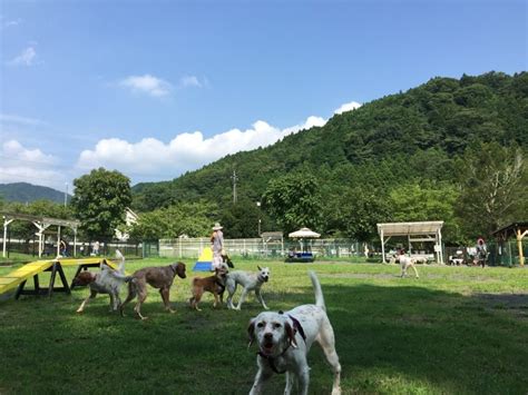 平田で愛犬と一緒に楽しめる！広々ドッグラン「ドッグラン 平田」徹底ガイド