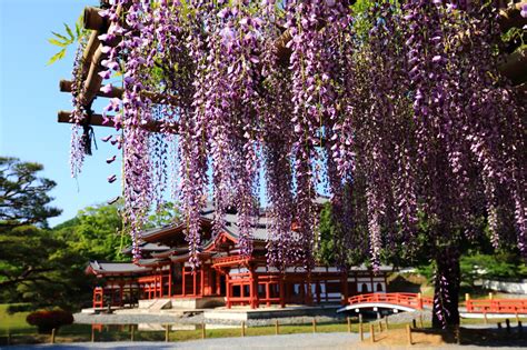 平等院の藤