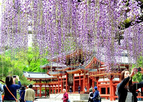 平等 院 紫藤 花