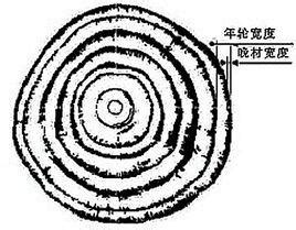 年輪記載氣候變遷：