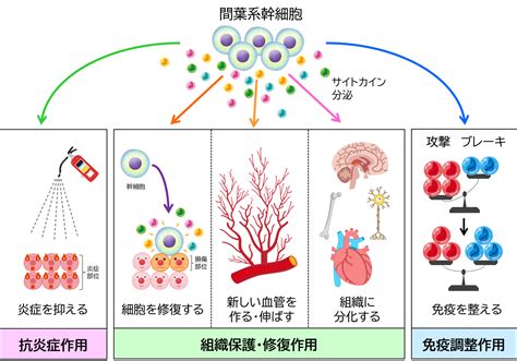 幹細胞治療：