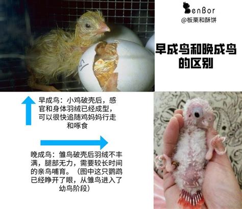 幼雛成長指南：從雛鳥到成鳥的全面呵護