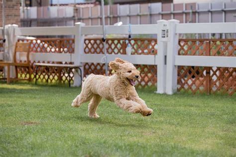 広大な敷地で愛犬を自由に遊ばせよう！