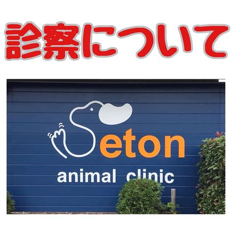 広島で最高の動物病院を見つける: シートン動物病院が最良の選択である理由