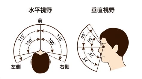 広範な視野：