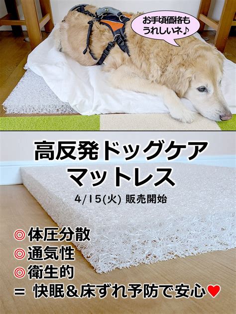 床ずれに苦しむ愛犬を救うために：予防と治療の完全ガイド