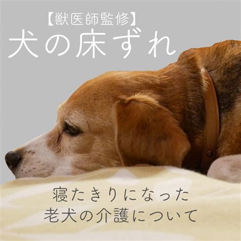 床ずれ（褥瘡）について：愛犬を守るためのガイド