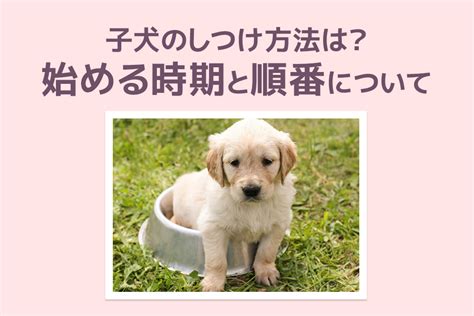 座っている犬のしつけ方：飼い主に役立つ完全ガイド