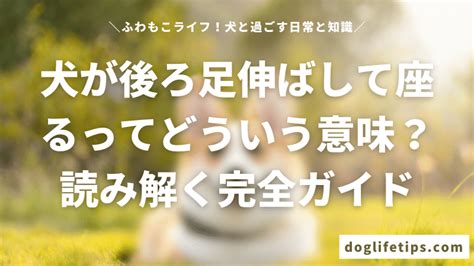 座る犬のすべて: 完全ガイド