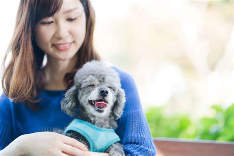 座る犬の健康上の利点