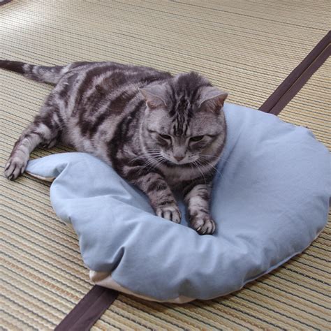 座布団猫とは