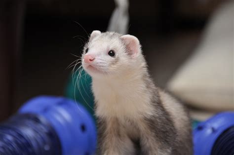 庭で飼えるペットと愉しい暮らし：選び方とケアのポイント