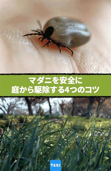 庭のマダニ駆除ガイド：安全で効果的な方法を守って快適な屋外空間を確保しましょう