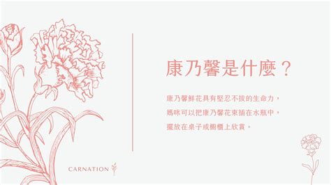 康乃馨：母親節的象徵，意義與花語