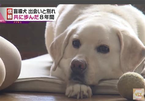 引退した盲導犬のためにできること！