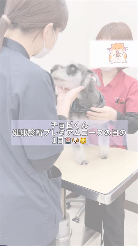 弘前さくら動物病院で最高のペットケアを提供する