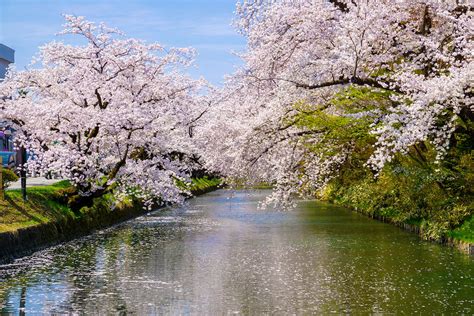 弘前公園JR東日本大飯店：2025年來臨，探索自然與歷史的絕妙融合