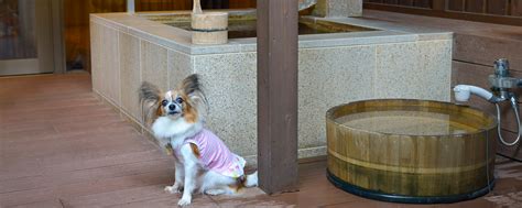 強羅のペットホテルで愛犬を幸せに預けるための完全ガイド