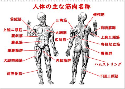 強靭な筋肉系：