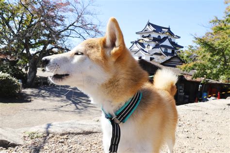 彦根城の愛犬を巡る史実と魅力