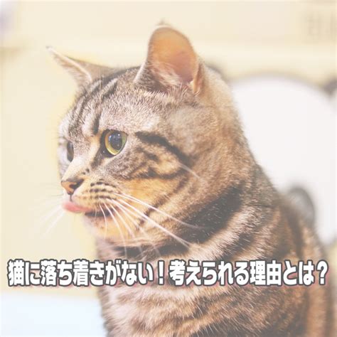 後ろ向き猫：原因と対処法