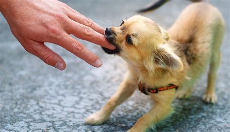 後住犬が先住犬を噛む：予防と対処法