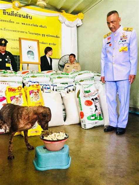 御膳狗糧：愛犬的皇室奢華饗宴