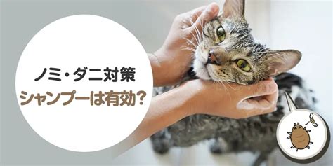 徹底解説！猫のノミダニ駆除で飼い主が必ず知っておくべきこと