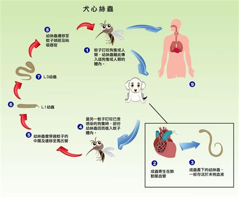 心絲蟲預防之香港攻略