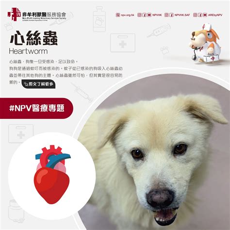 心絲蟲，狗狗的無形殺手：Heartgard 香港的全面防護指南