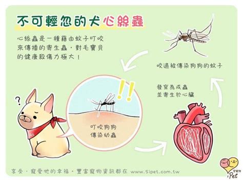 心絲蟲：心臟健康威脅，心疥蚤不可忽視