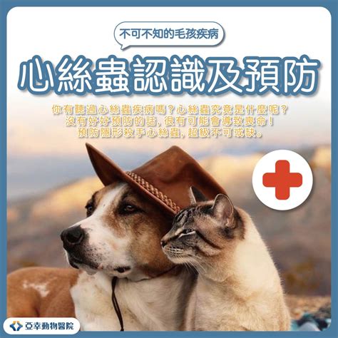 心絲蟲：犬隻的隱形殺手