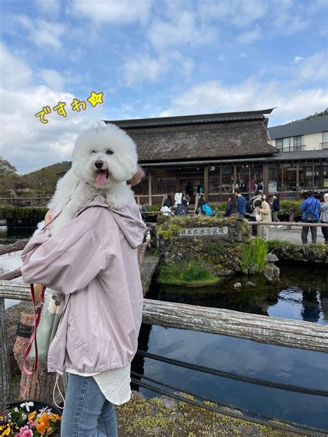 忍野八海と犬連れのおでかけガイド