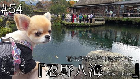 忍野八海の犬