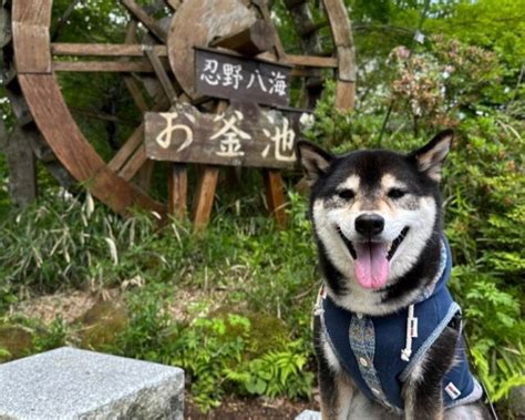 忍野八海の犬の特徴