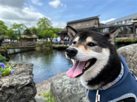 忍野八海ペット同伴ガイド