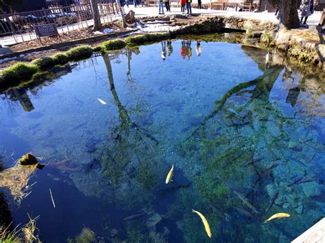 忍野八海ペット連れ観光ガイド