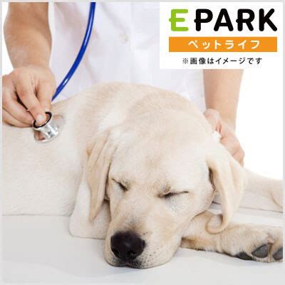 志木 いわい 動物病院でペットの健康を守るための包括的ガイド