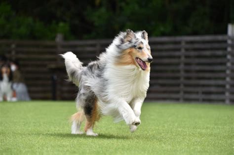 忠実で知的で運動能力が高い犬種