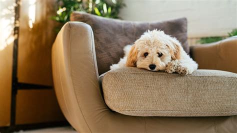 快適なドックベッドであなたの愛犬の健康を守ろう