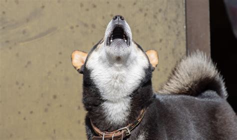 怖い犬の鳴き声：理解と対処法