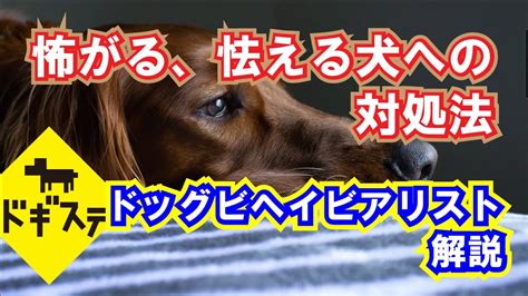 怖がる犬と向き合う方法：原因から対処法まで