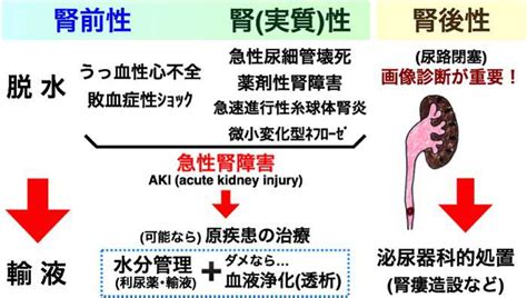 急性腎不全とは