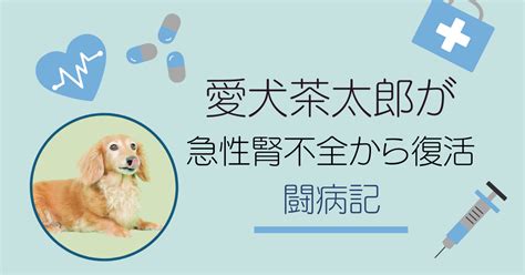 急性腎不全に苦しむ愛犬を救う：包括ガイド