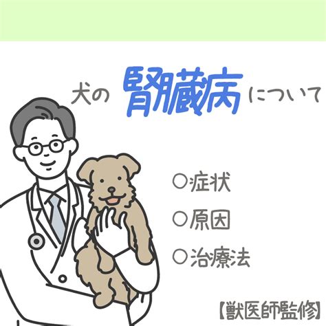 急性腎不全（AKF）：犬の症状、原因、治療法