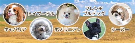 性格の良い犬の特徴とは？飼いやすい犬の見分け方