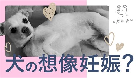 想像 妊娠 犬