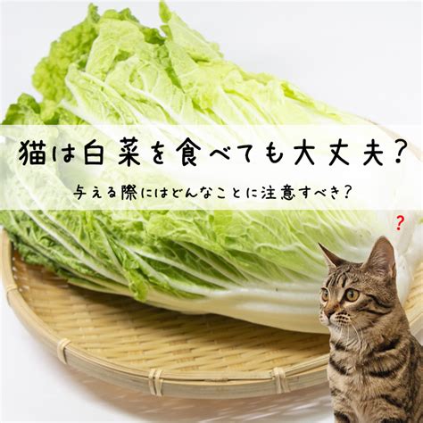 愛すべき猫ちゃんも、食べ過ぎには注意？！