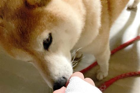 愛する犬に噛まれることは、飼い主にとってショックで悲劇的な出来事です。