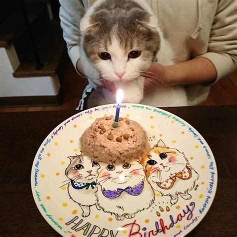 愛する猫ちゃんへ贈る、とっておきの誕生日プレゼント～猫グッズの選び方とおすすめ商品～